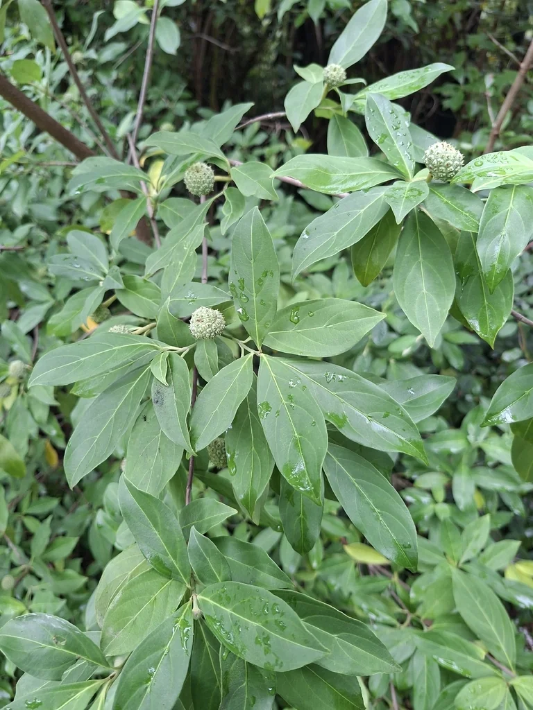 Cornus Capitata