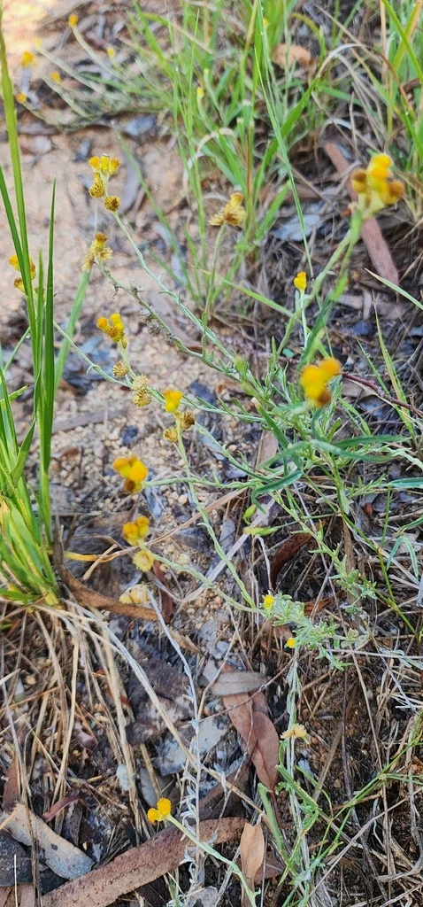 Chrysocephalum apiculatum