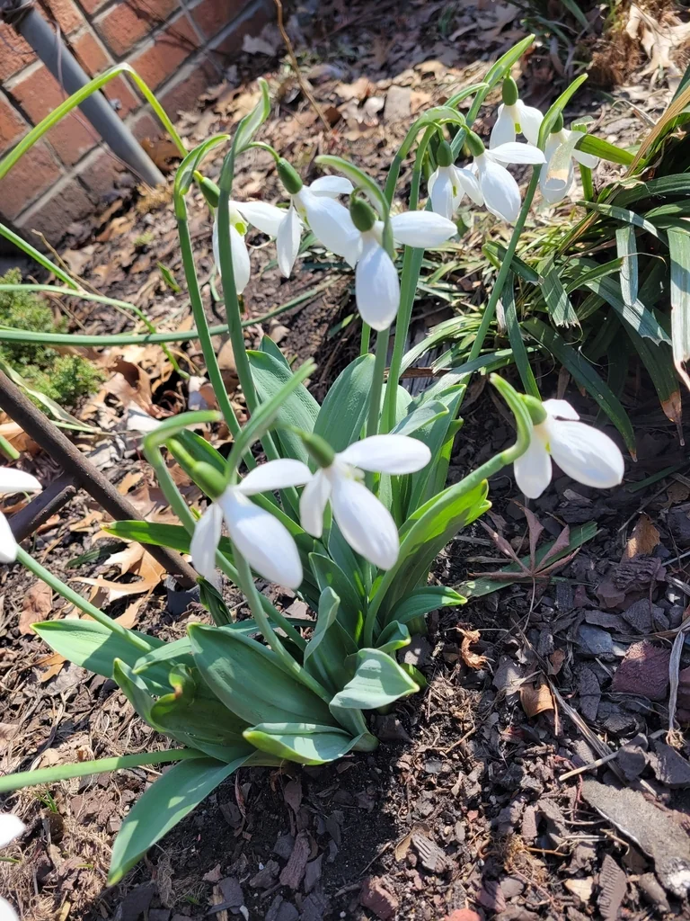 Galanthus Elwesii