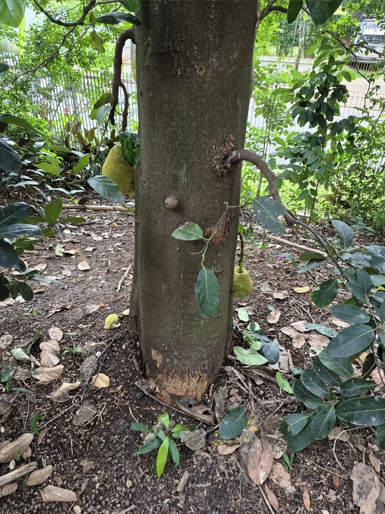 Artocarpus Heterophyllus