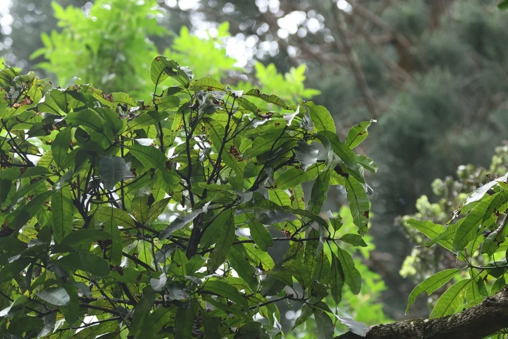 Mangifera indica