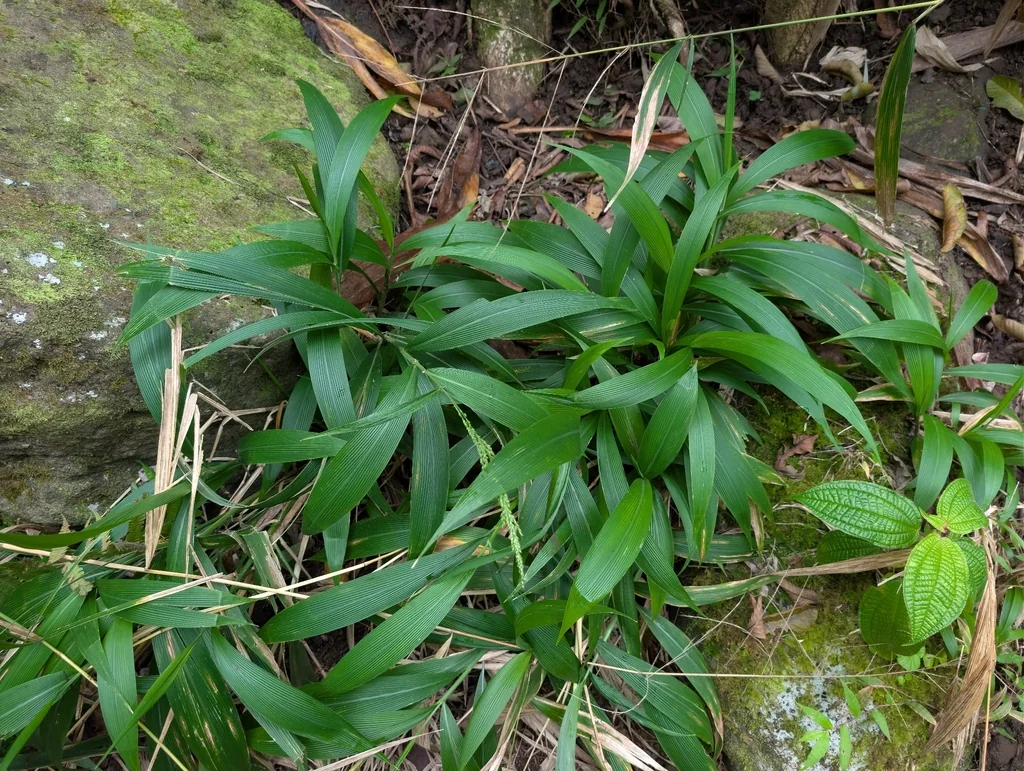 Setaria Palmifolia