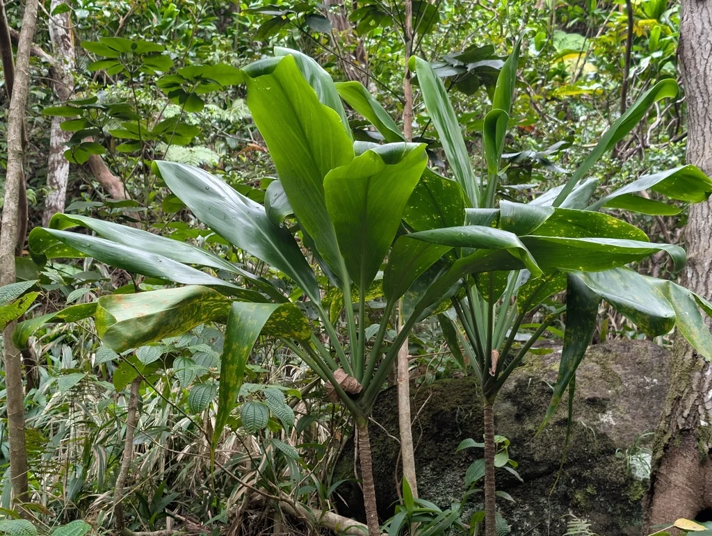 Cordyline fruticosa