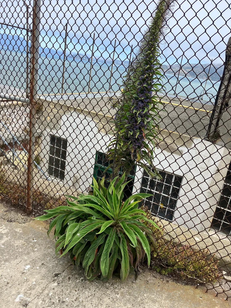 Echium Pininana