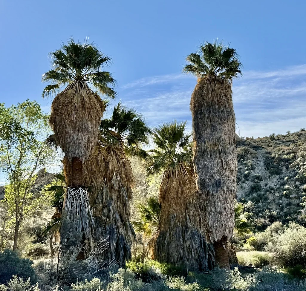 Washingtonia Filifera