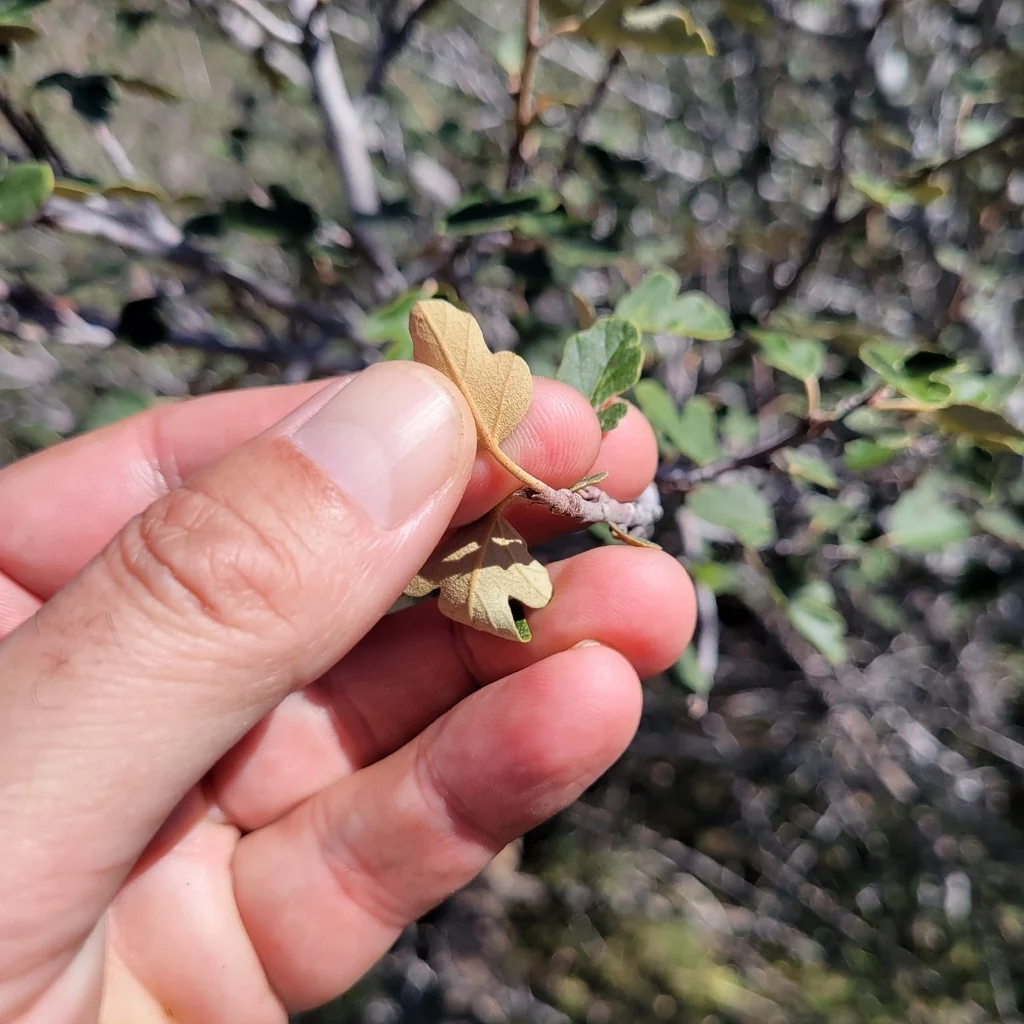 Fremontodendron Californicum