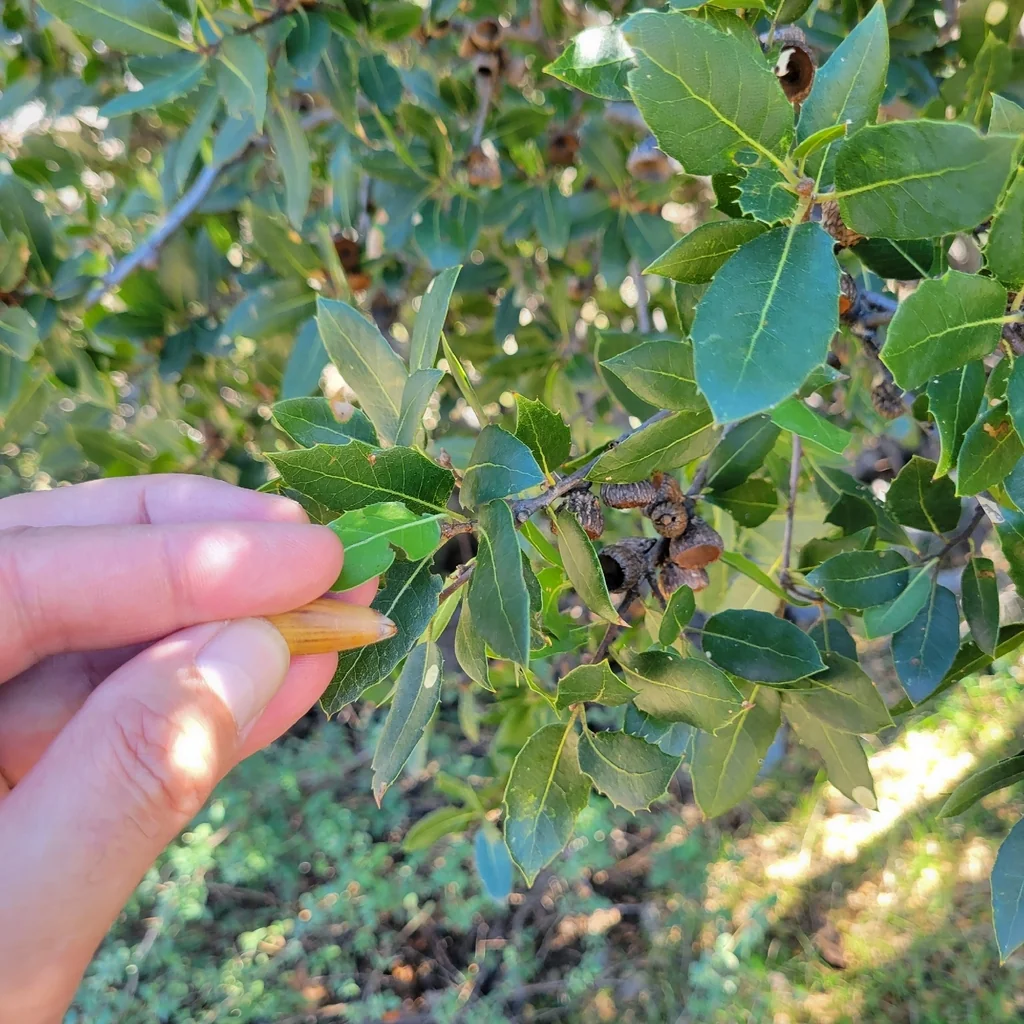 Quercus Wislizenii