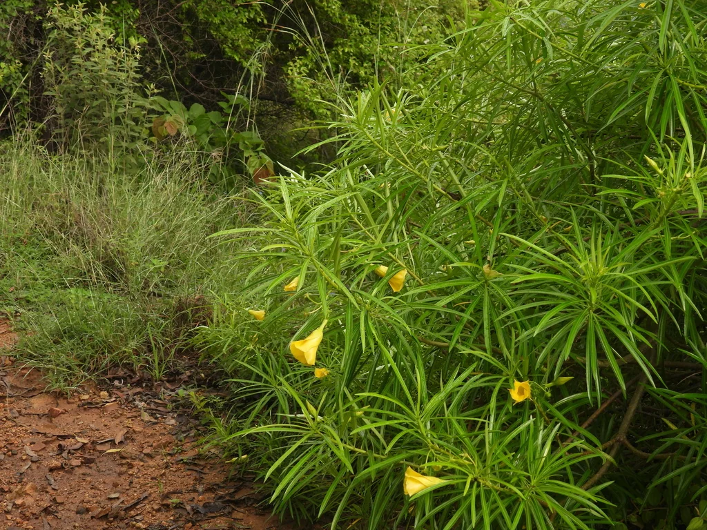 Thevetia Peruviana