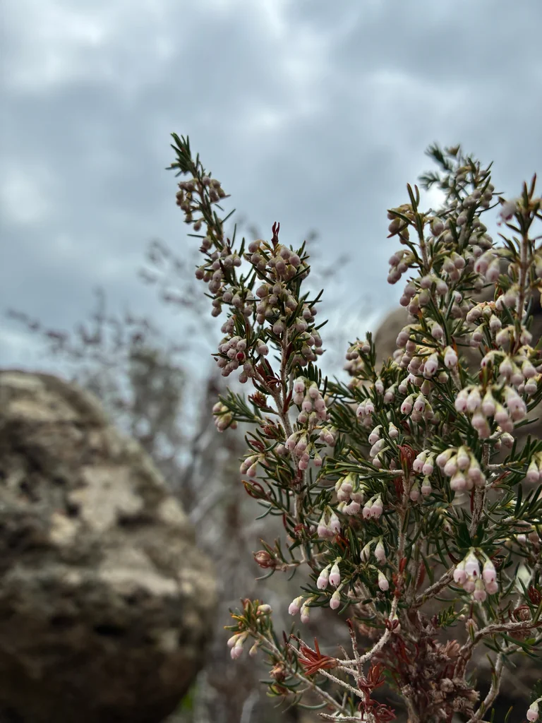 Erica Arborea