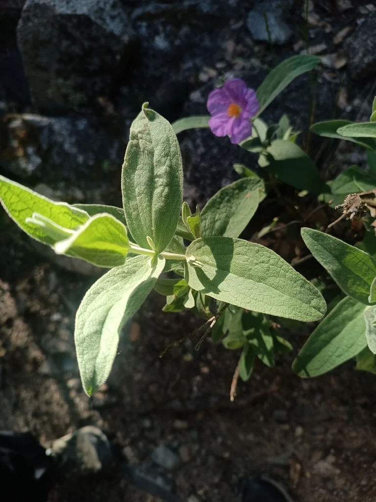 Cistus Albidus