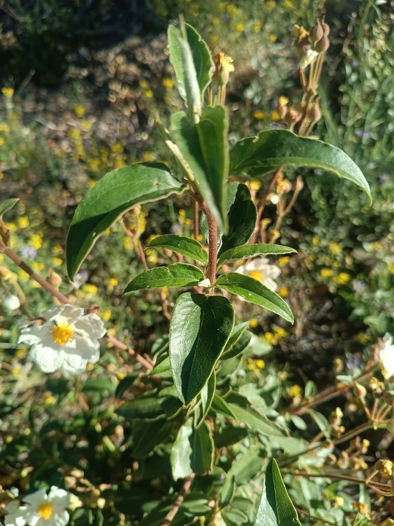 Cistus Laurifolius