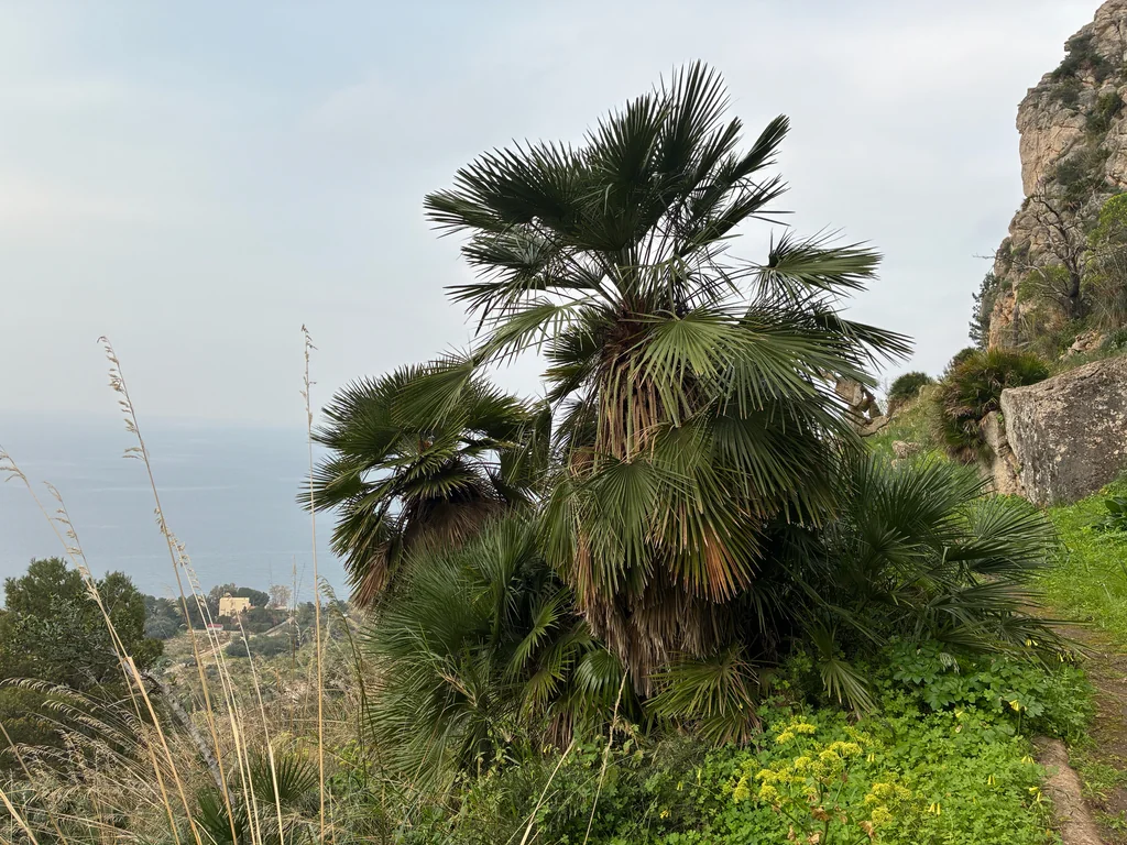 Chamaerops Humilis