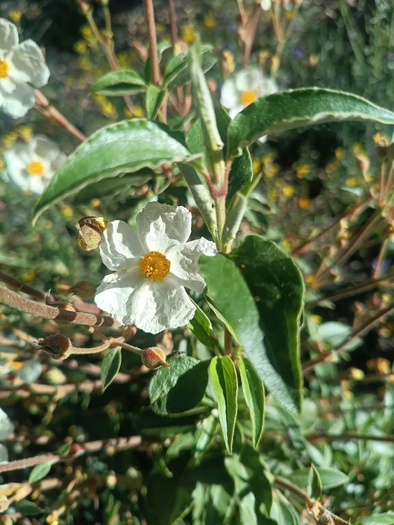 Cistus Laurifolius
