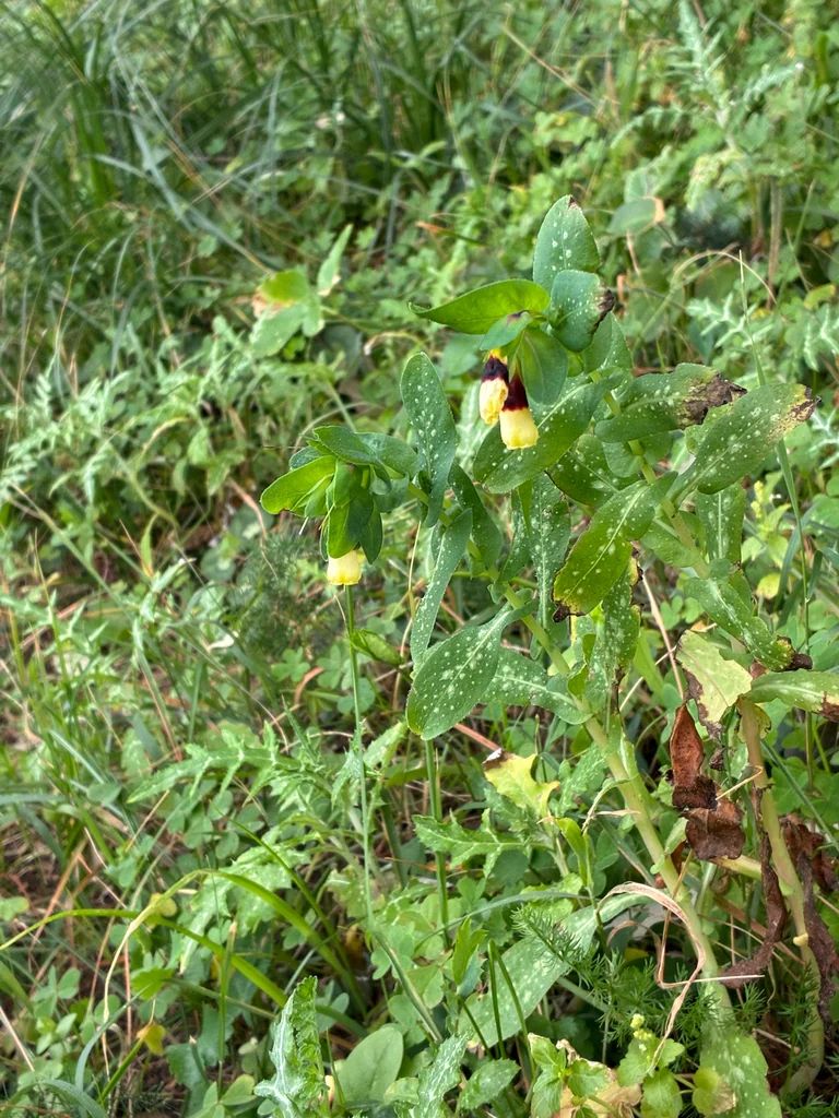 Cerinthe Major
