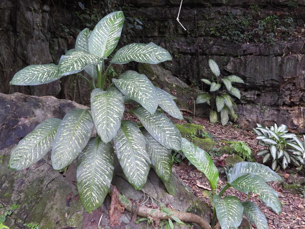 Dieffenbachia Maculata
