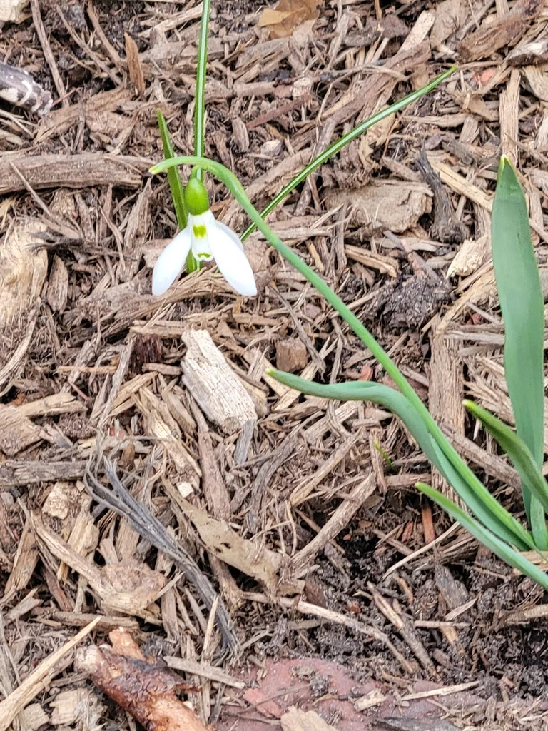 Galanthus Elwesii