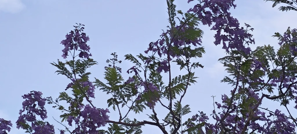 Jacaranda Mimosifolia
