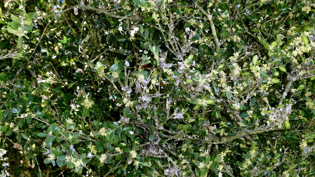 Buxus sempervirens