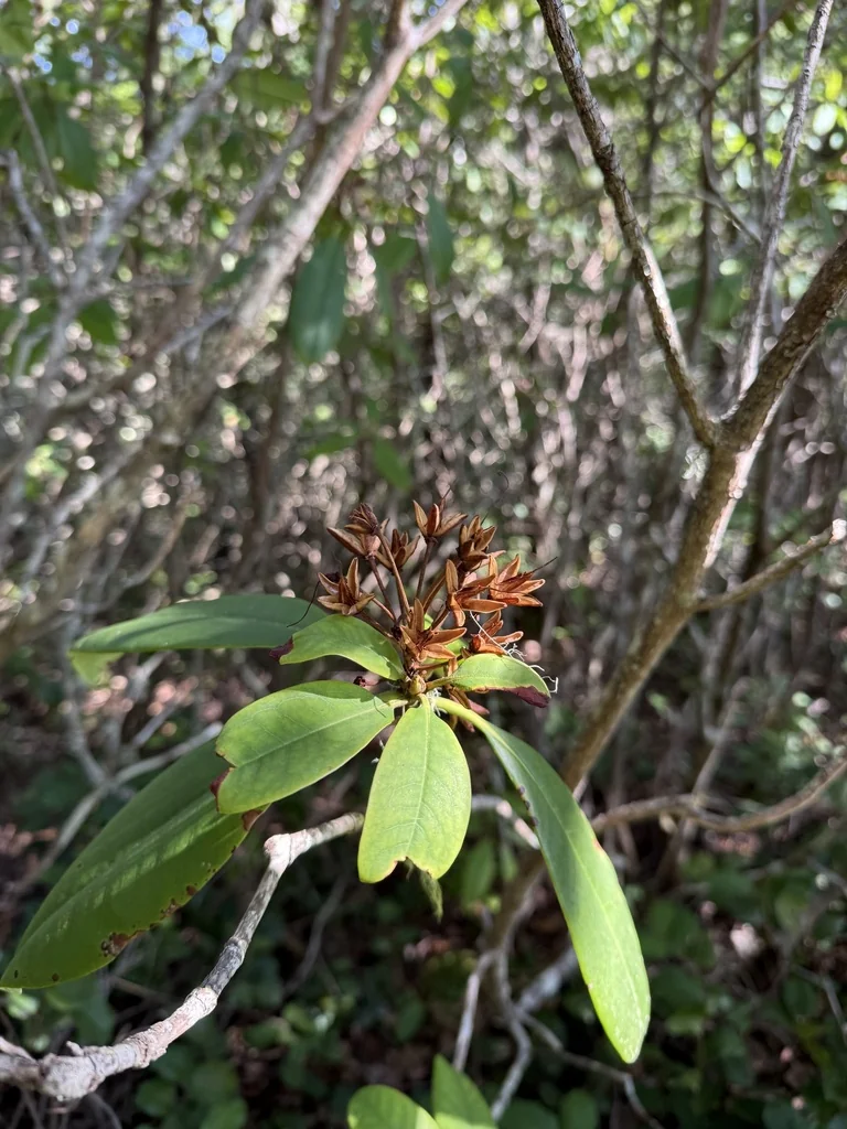 Rhododendron Macrophyllum