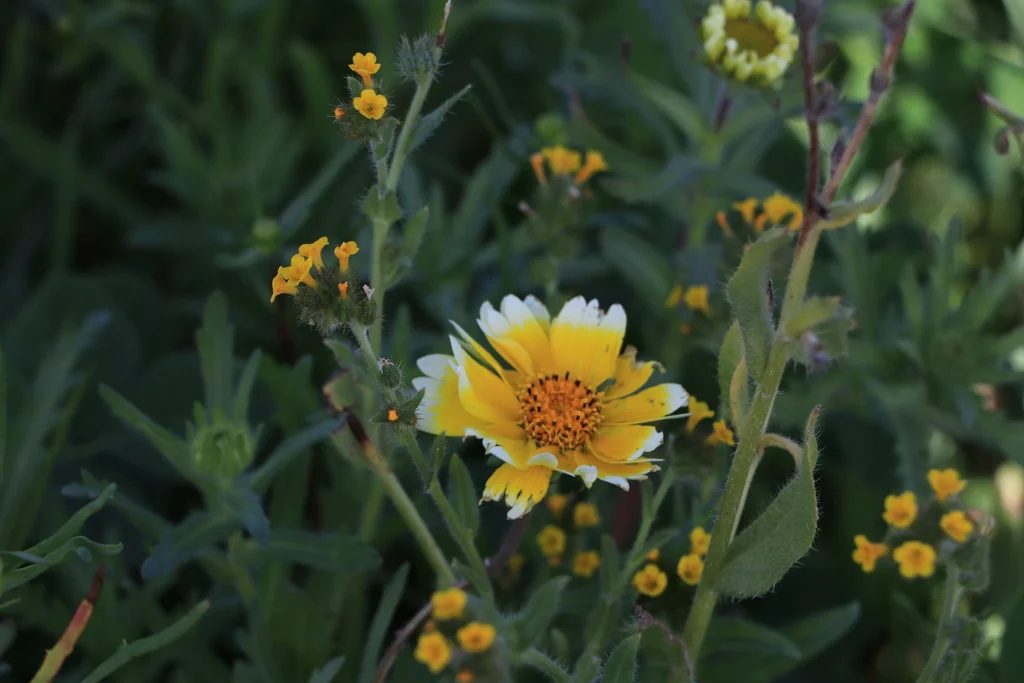 Layia Platyglossa