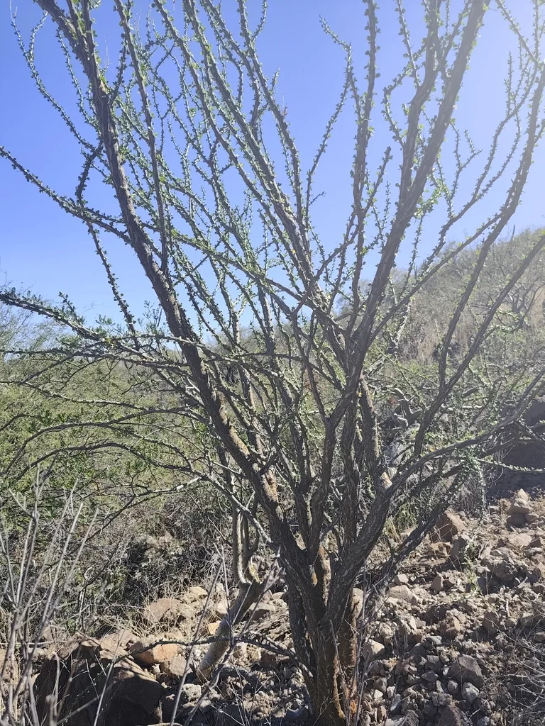 Fouquieria Diguetii