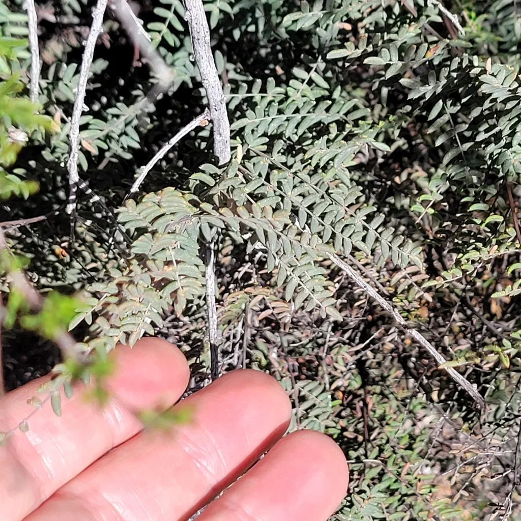 Pellaea Mucronata