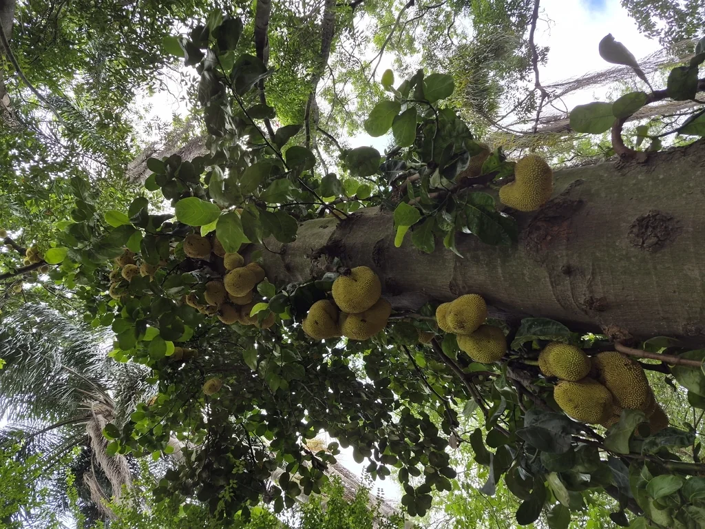 Artocarpus Heterophyllus