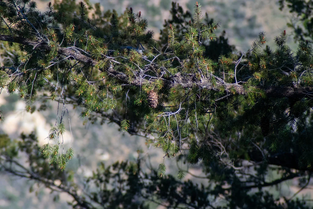 Pseudotsuga Macrocarpa