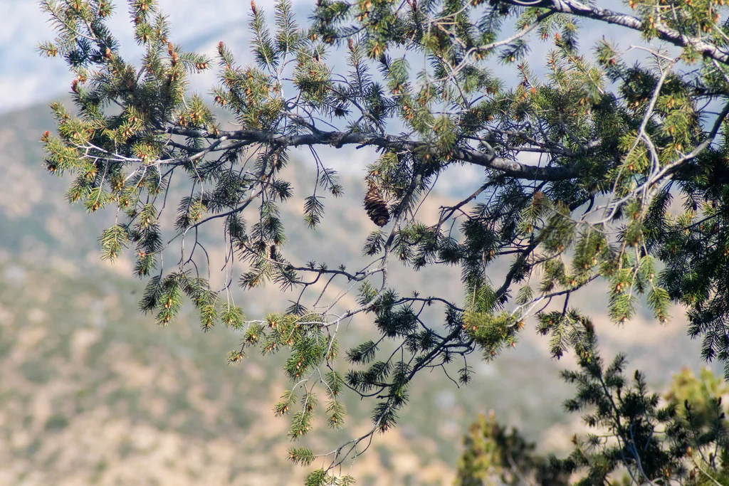 Pseudotsuga Macrocarpa