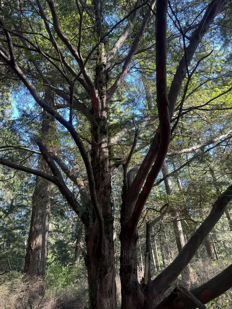 Taxus Brevifolia
