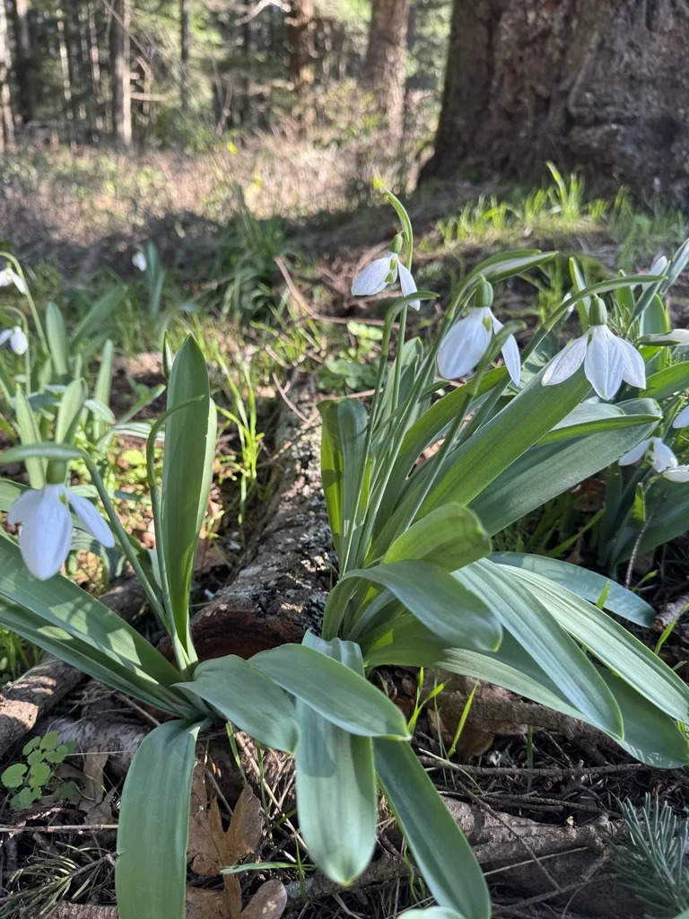 Galanthus Elwesii