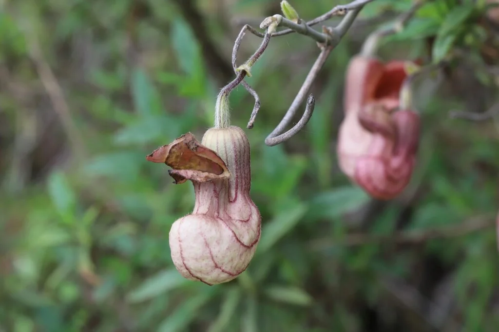 Aristolochia Californica