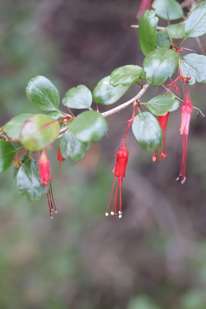 Ribes Speciosum