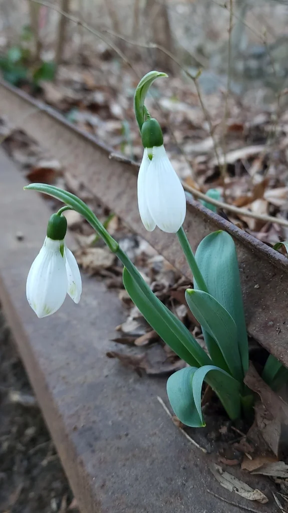 Galanthus Elwesii