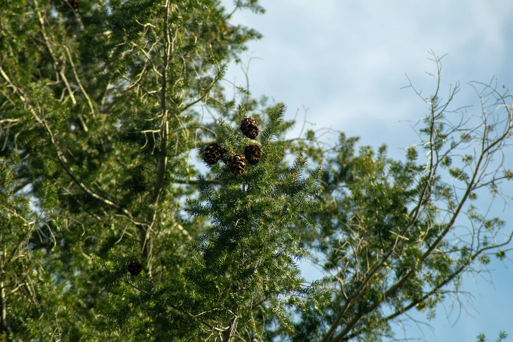 Pseudotsuga Macrocarpa