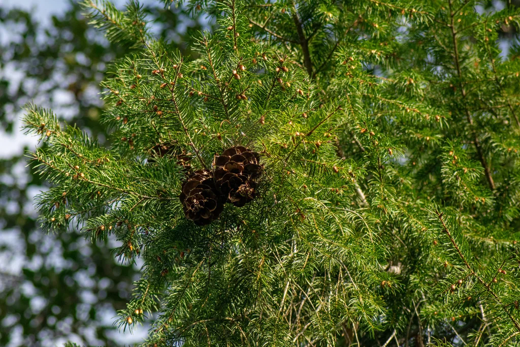 Pseudotsuga Macrocarpa