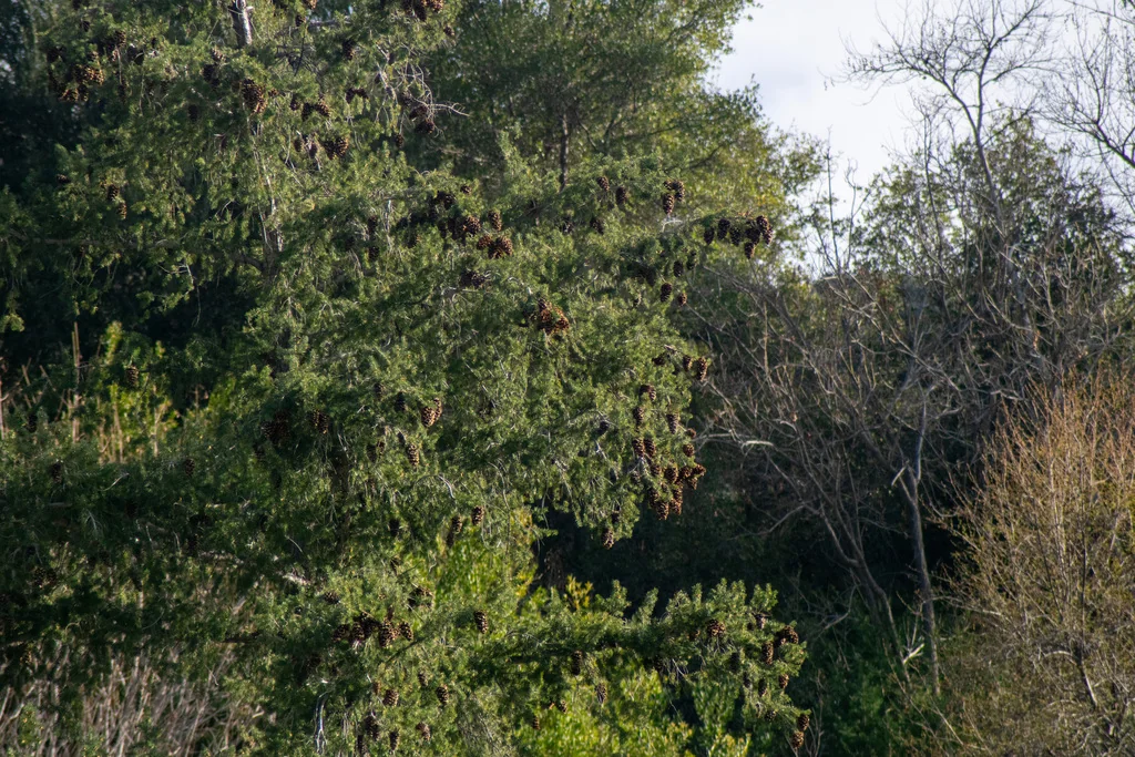 Pseudotsuga Macrocarpa