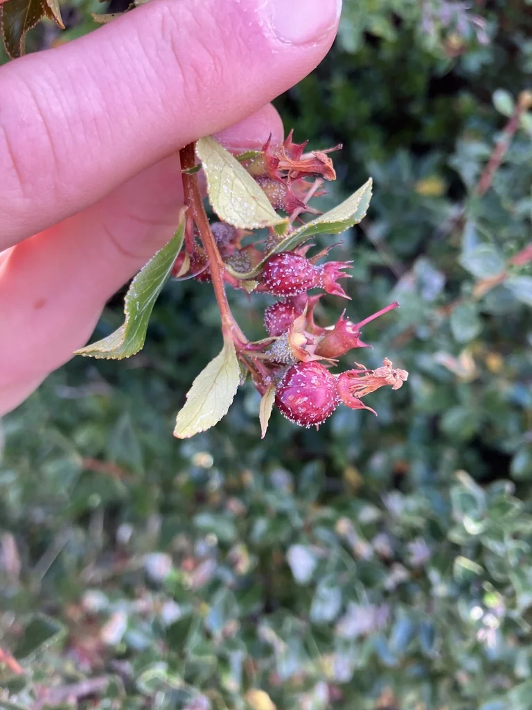 Escallonia Rubra