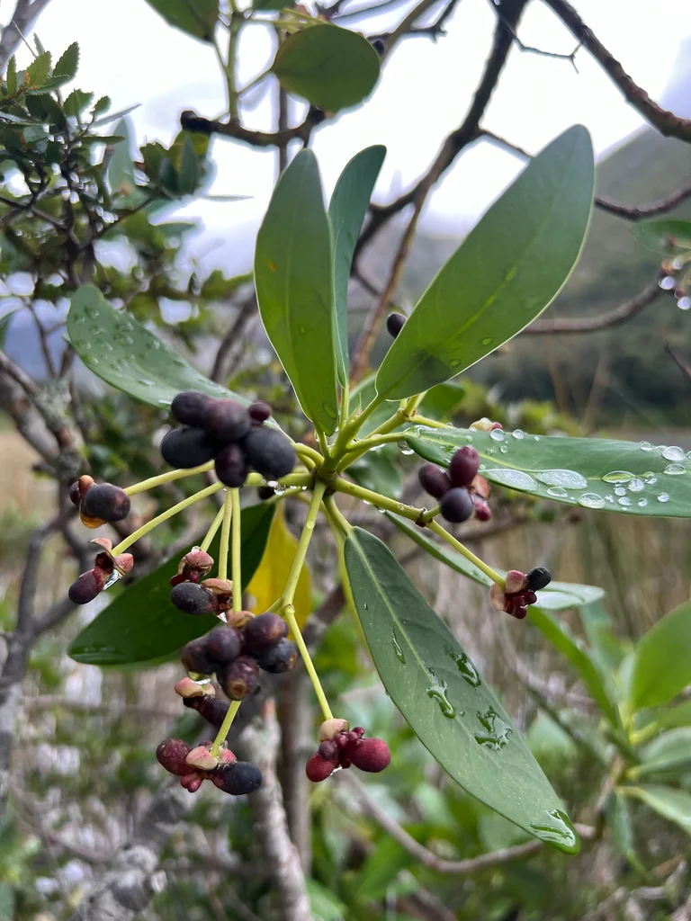 Drimys Winteri