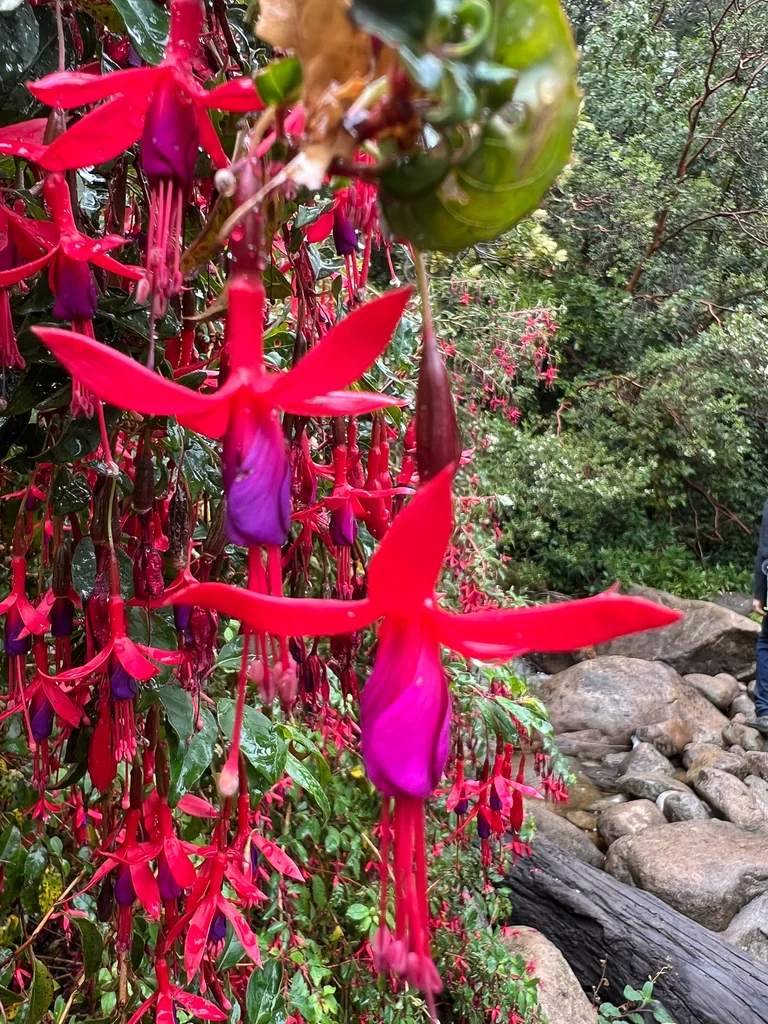Fuchsia Magellanica