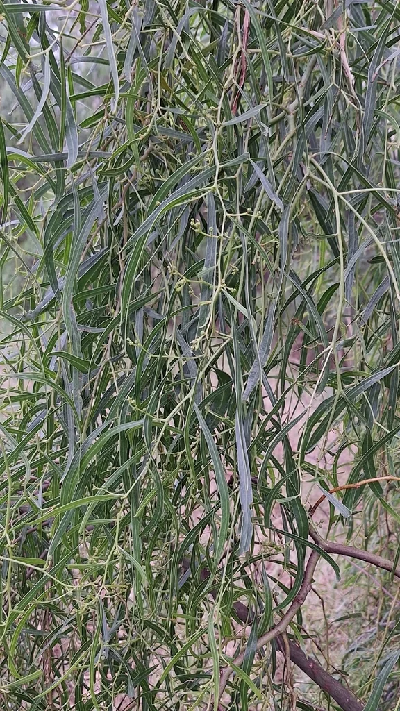 Acacia Salicina
