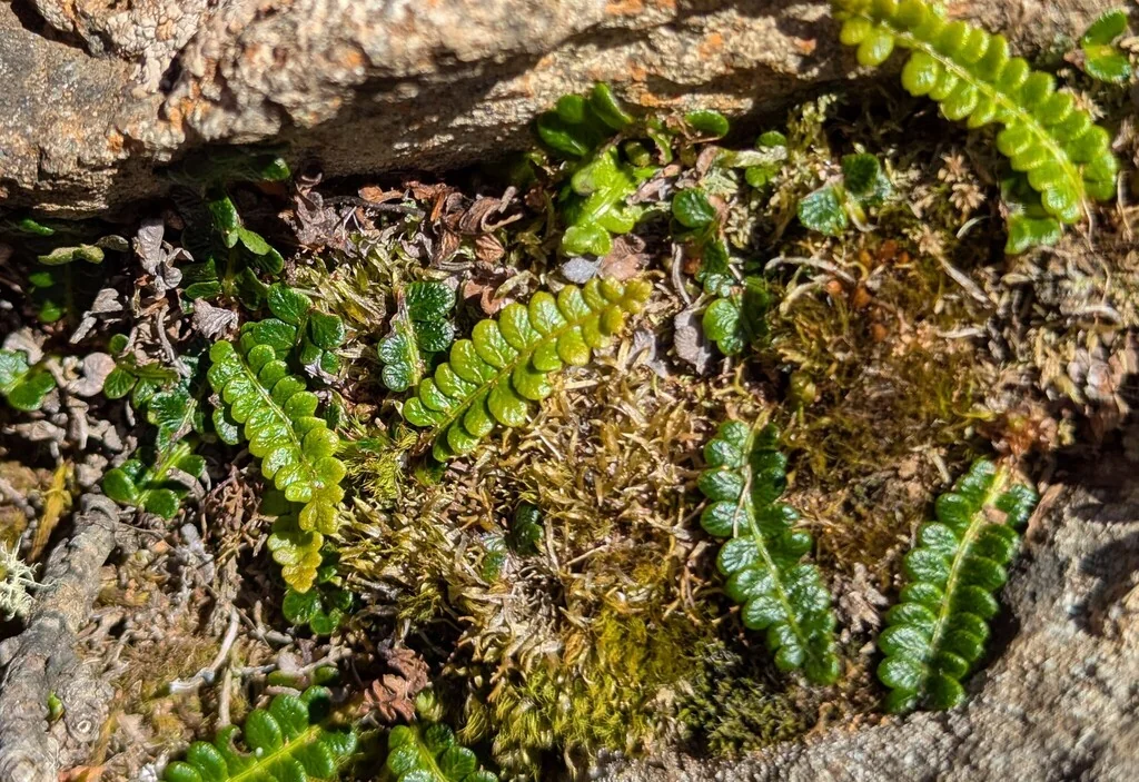 Blechnum Penna-Marina