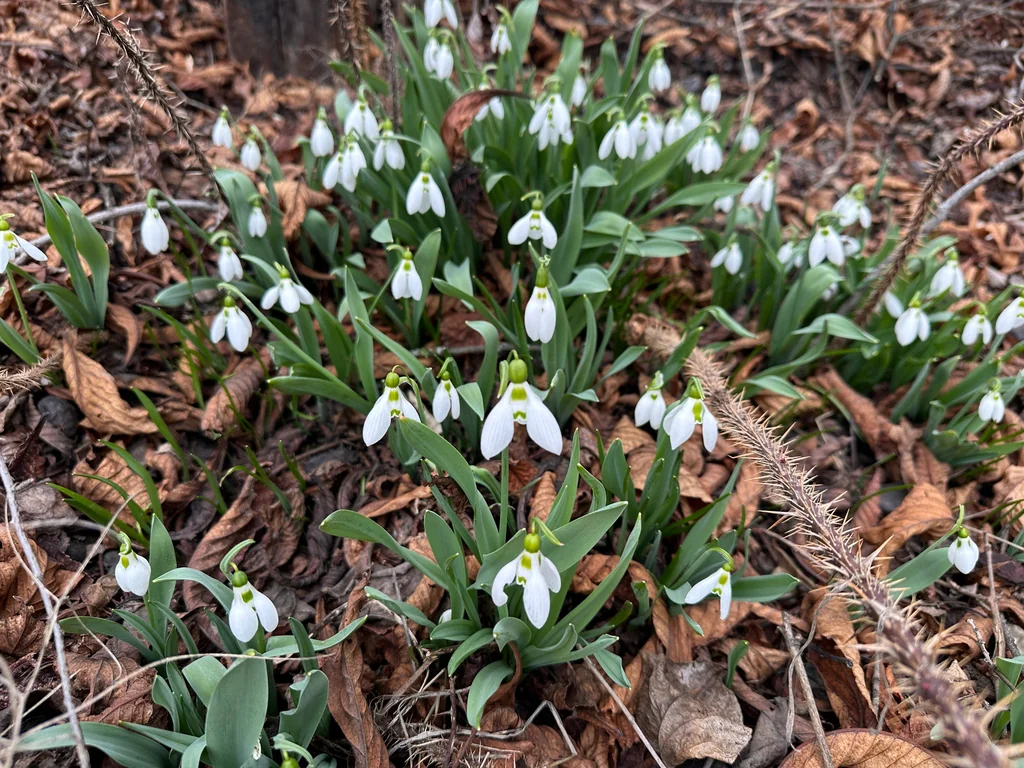 Galanthus Elwesii