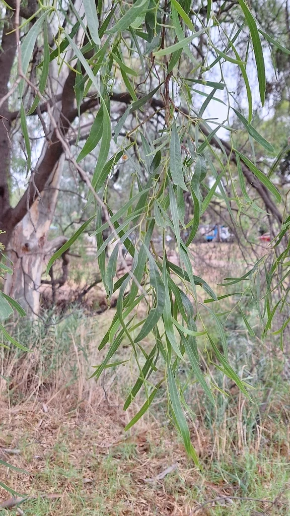 Acacia Salicina