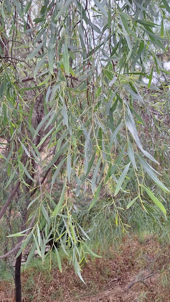 Acacia Salicina