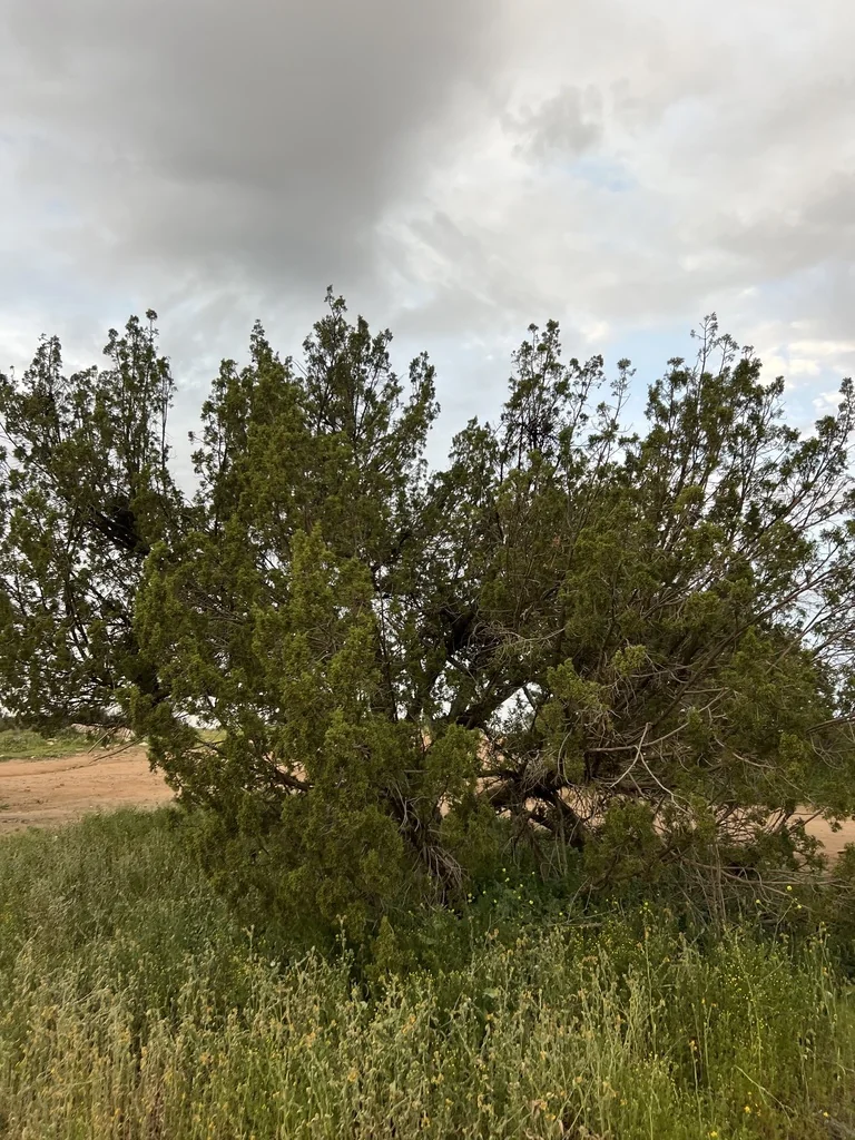 Juniperus Californica