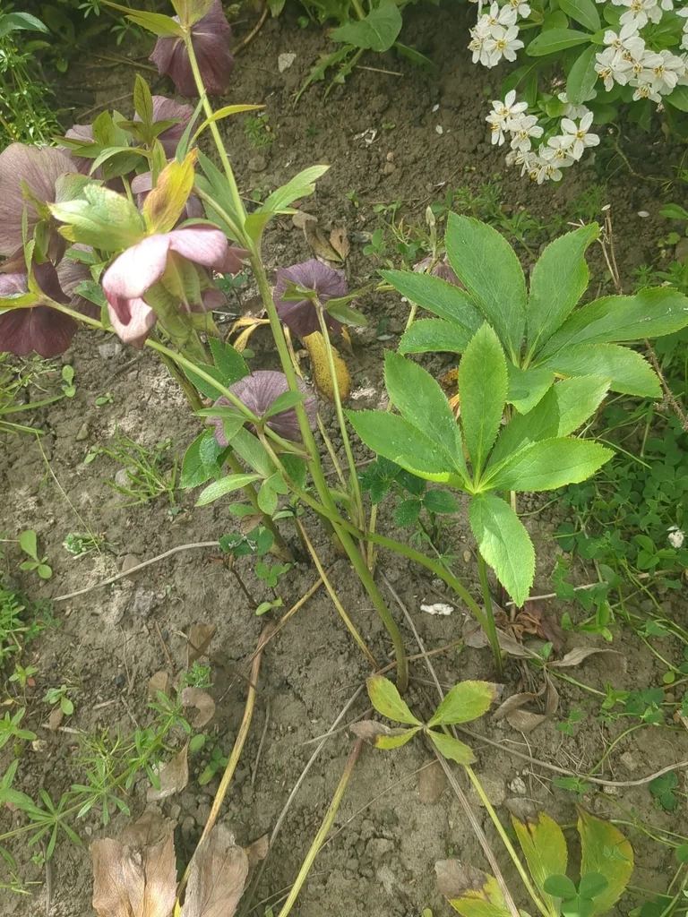 Helleborus Orientalis