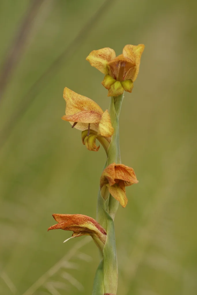 Gladiolus Dalenii