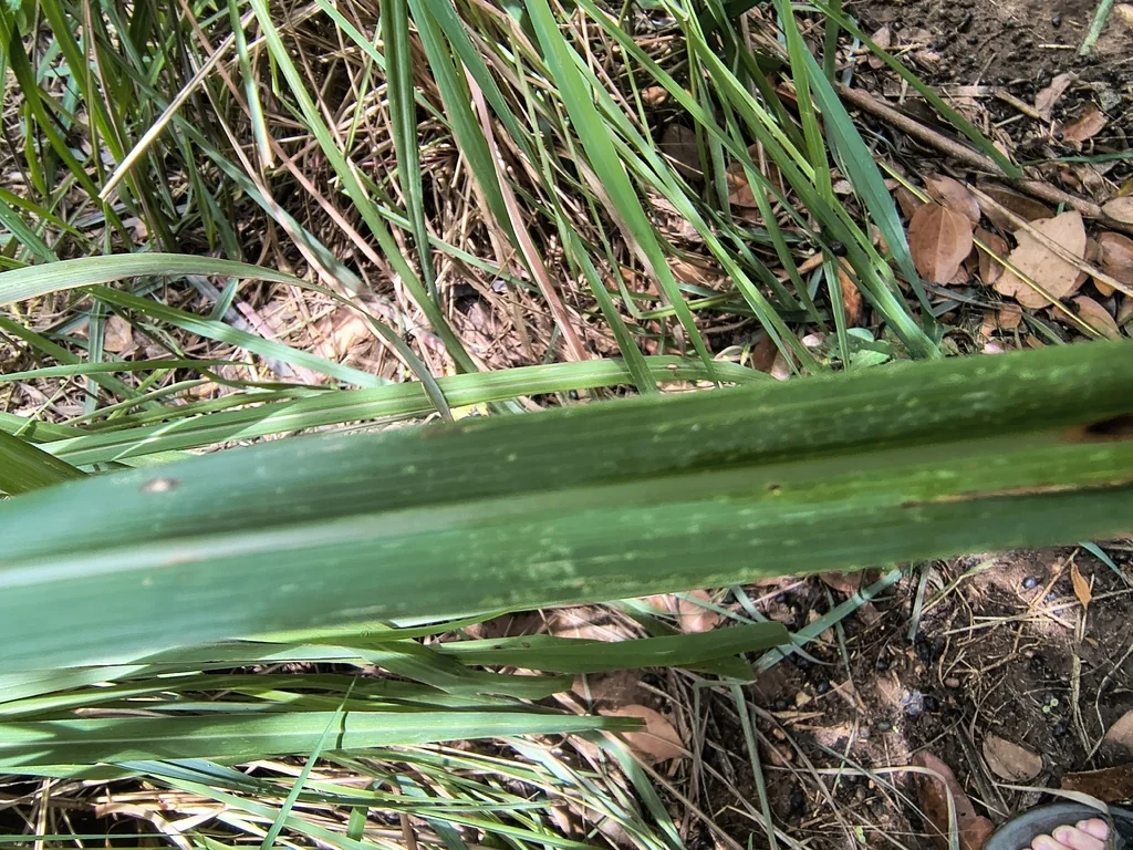 Cymbopogon Citratus