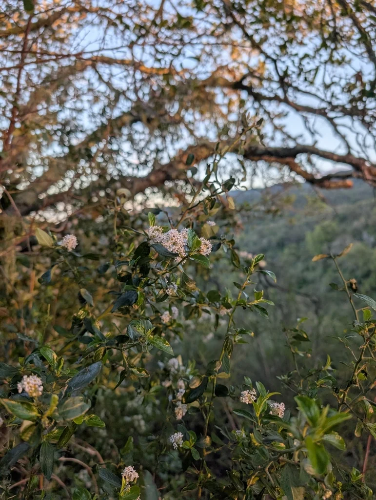 Ceanothus Oliganthus